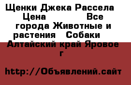 Щенки Джека Рассела › Цена ­ 10 000 - Все города Животные и растения » Собаки   . Алтайский край,Яровое г.